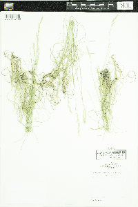 Danthonia spicata image