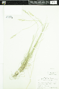 Danthonia spicata image