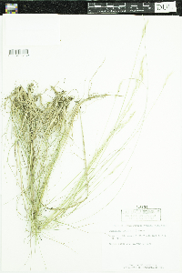 Danthonia spicata image
