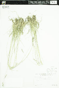 Danthonia spicata image