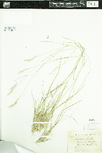 Danthonia spicata image