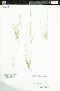 Danthonia spicata image