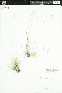 Danthonia spicata image