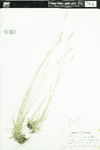 Danthonia spicata image