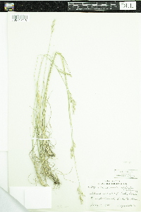 Danthonia spicata image