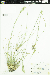 Media resource of Danthonia spicata