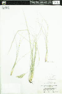 Danthonia spicata image
