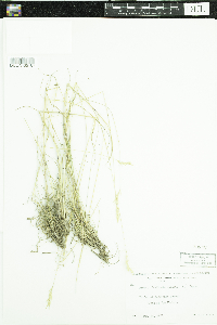 Danthonia spicata image