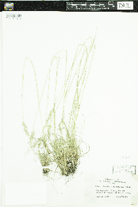 Danthonia spicata image