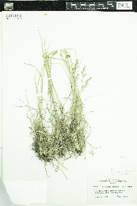 Danthonia spicata image