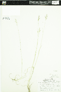 Danthonia spicata image