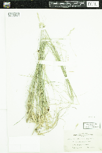 Danthonia spicata image