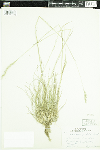 Danthonia spicata image