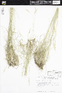 Danthonia spicata image