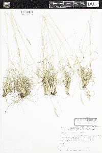 Danthonia spicata image