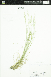 Danthonia spicata image