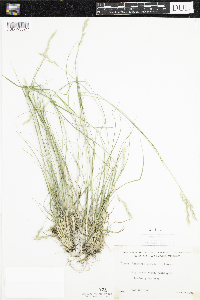 Danthonia spicata image