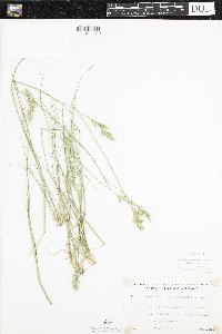 Danthonia spicata image