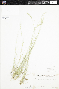 Danthonia spicata image