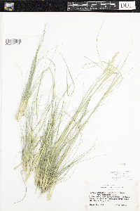 Danthonia spicata image