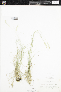 Danthonia spicata image