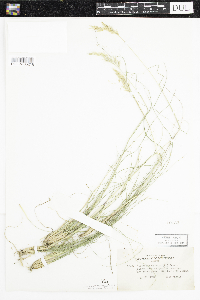 Danthonia spicata image