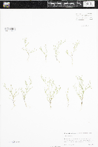Gypsophila muralis image