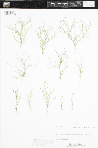Gypsophila muralis image
