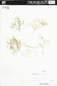 Gypsophila muralis image