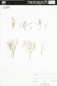 Gypsophila muralis image