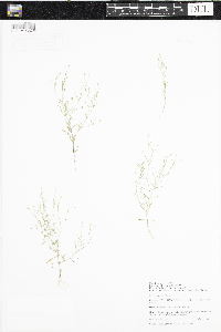 Gypsophila muralis image