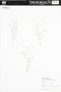Gypsophila muralis image