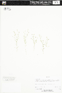 Gypsophila muralis image