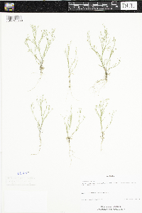 Gypsophila muralis image