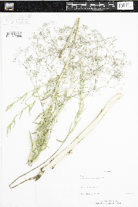 Gypsophila paniculata image