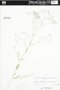 Gypsophila paniculata image