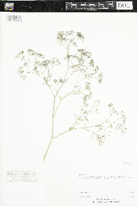 Gypsophila paniculata image