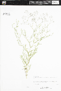 Gypsophila paniculata image