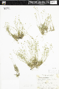 Media resource of Minuartia dawsonensis