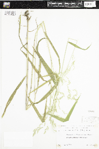 Cinna latifolia image