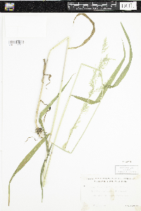 Cinna latifolia image