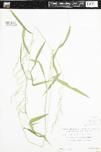 Cinna latifolia image