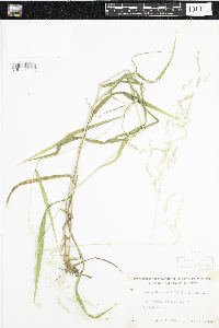 Cinna latifolia image