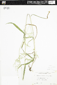 Cinna latifolia image