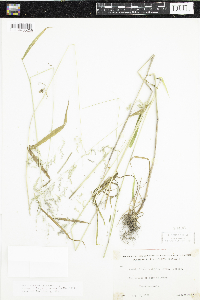 Cinna latifolia image