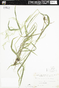 Cinna latifolia image