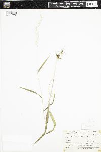 Cinna latifolia image