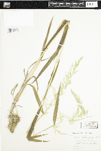 Cinna latifolia image
