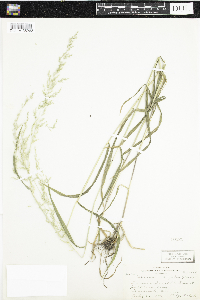 Cinna latifolia image