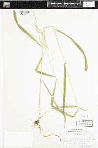 Cinna latifolia image